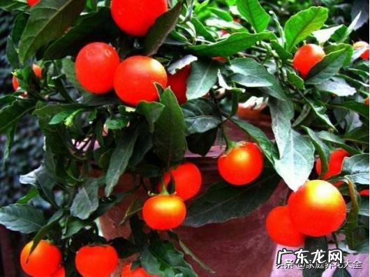 盆栽四季果怎样养对人体有没有伤害