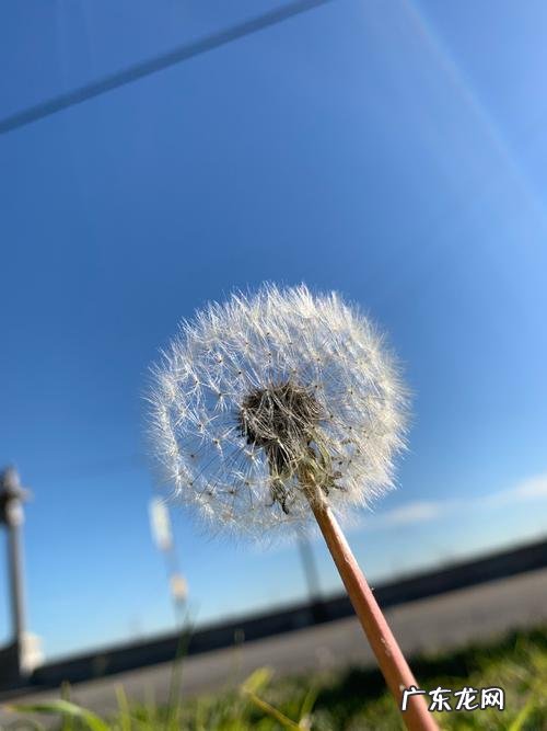 描写蒲公英的句子怎么写 【抖音文案】蒲公英的句子怎么写