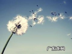 描写蒲公英的句子怎么写 【抖音文案】蒲公英的句子怎么写