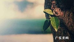 伤心绝望的句子心凉了短句 【抖音文案】伤心绝望心痛心寒的句子