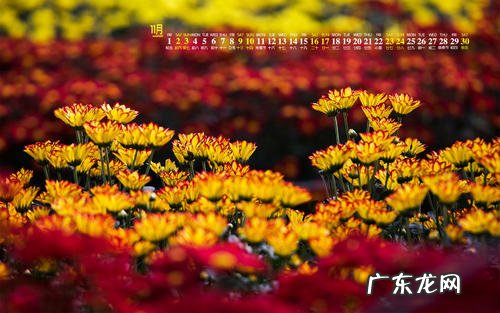 描写乡愁的唯美佳句短句 【抖音文案】描写11月份的唯美短句