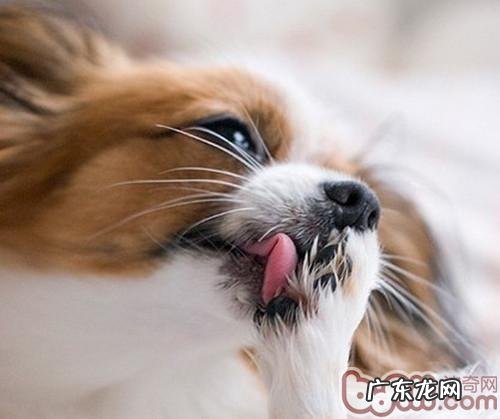 小狗舔吸性肉芽肿性炎的缘故及医治