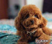 小狗舔吸人体很有可能早已生病