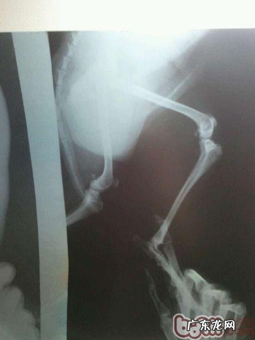 探讨犬髌骨脱位