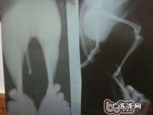 探讨犬髌骨脱位