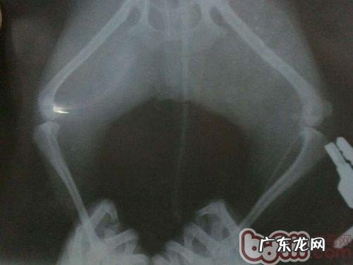 探讨犬髌骨脱位