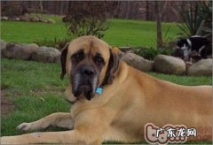 小狗白屑产生的几个缘故