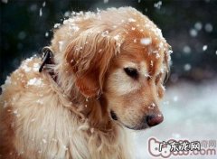 大型狗骨节病症的探讨