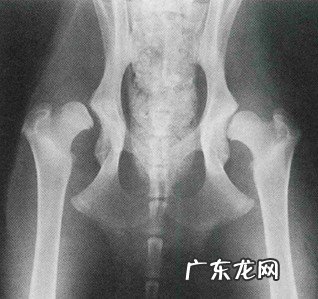 大型狗骨节病症的探讨