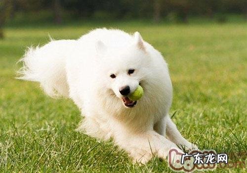 下 宠物狗营养成分遗传代谢病的调研与预防