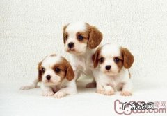 上 宠物狗营养成分遗传代谢病的调研与预防