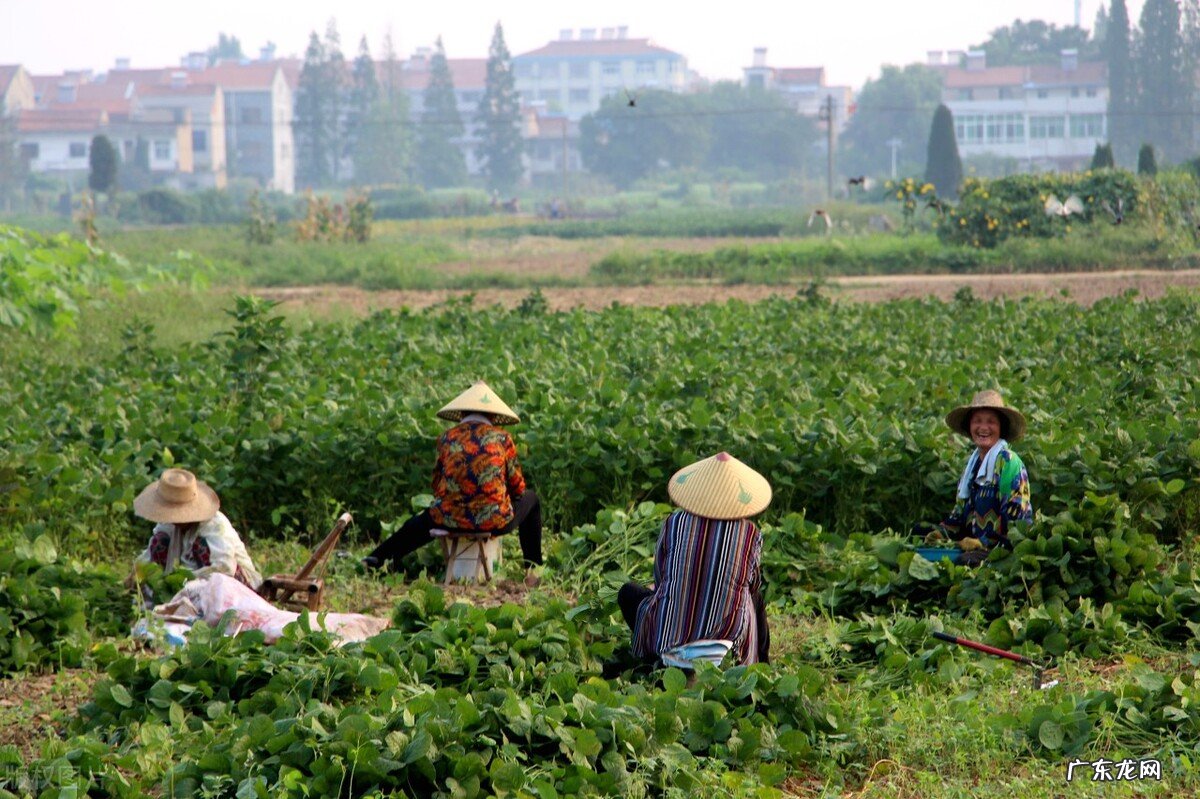 农民收入的四个来源 农民收入的主要来源是什么