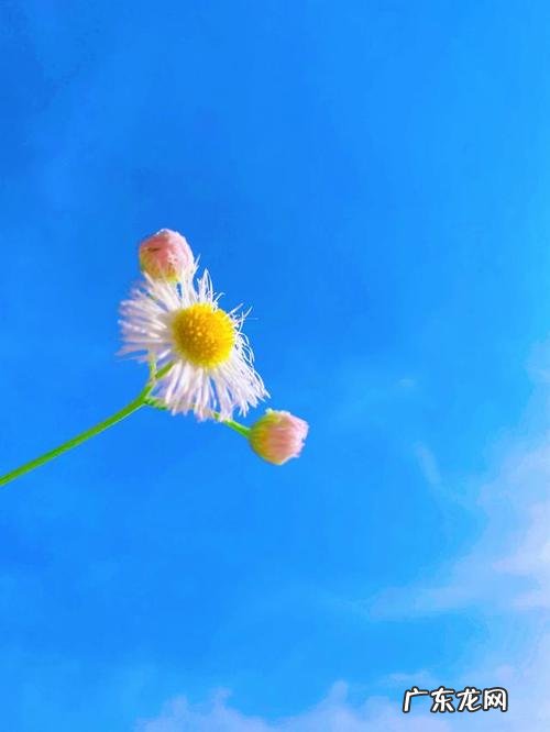 唯美清新淡雅的句子配图 【抖音文案】唯美清新淡雅的句子