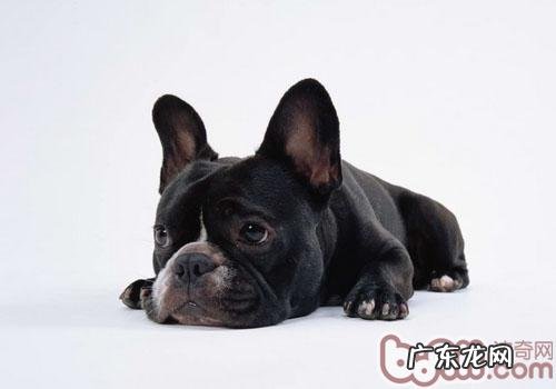 让小狗杜绝腰间盘突显