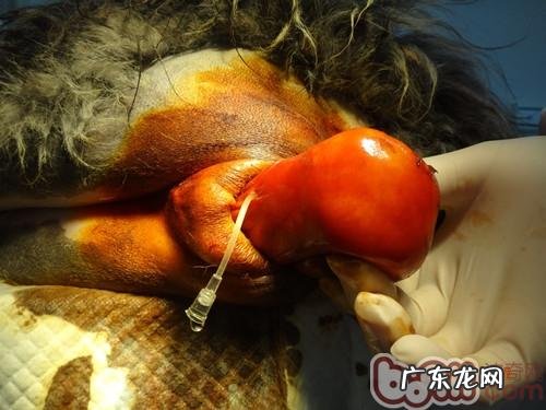 犬阴道内增微生物的手术医治
