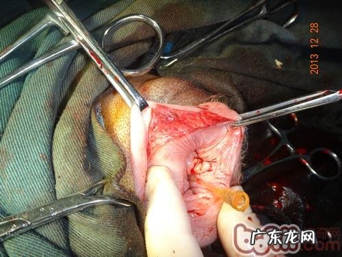 犬阴道内增微生物的手术医治