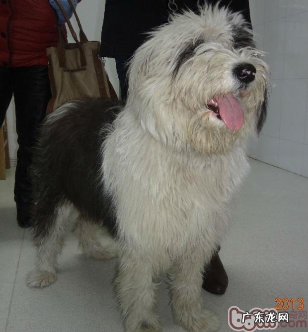 犬阴道内增微生物的手术医治