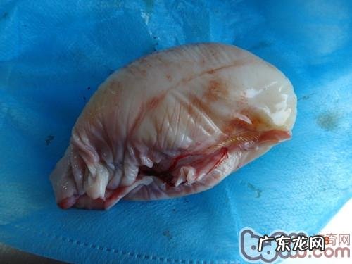 犬阴道内增微生物的手术医治