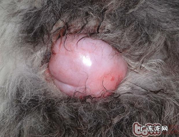 犬阴道内增微生物的手术医治