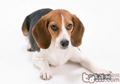 探讨犬红提中毒了