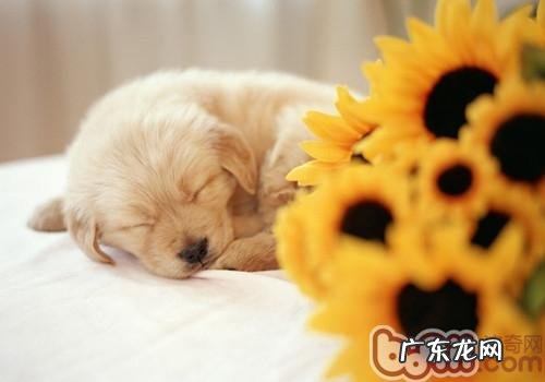 犬常见的皮肤病临床表现较为