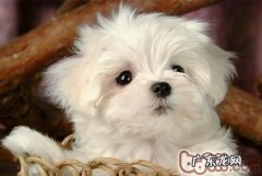 小狗感柒巨细胞病毒的病症