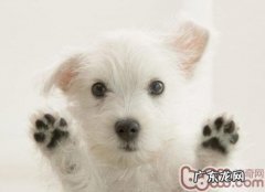 狗狗爪子发红的普遍缘故