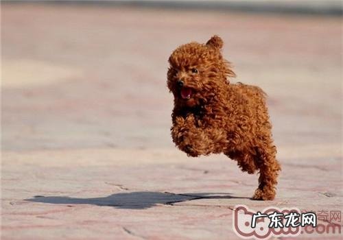 有关寄生虫感染散播的简述