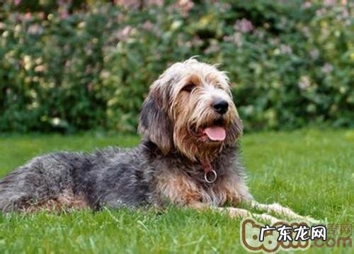 怎样选对药品为狗狗驱虫?