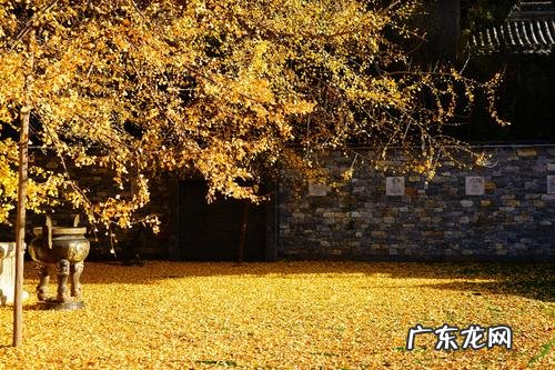 银杏唯美句子发朋友圈 【抖音文案】古寺银杏的唯美句子