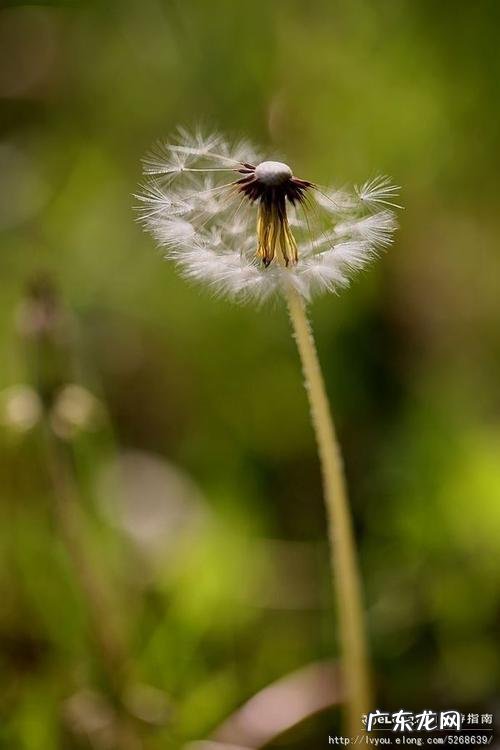 蒲公英形容老师的句子 【抖音文案】形容蒲公英在空中飘荡的句子