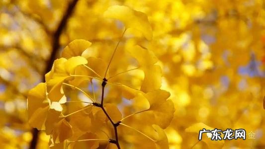 写银杏果的句子 【抖音文案】描述银杏果美的句子