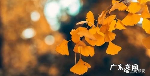 写银杏果的句子 【抖音文案】描述银杏果美的句子