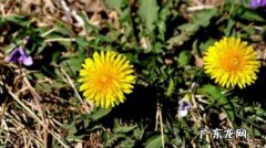 虎女蒲公英好词好句好段 【抖音文案】虎女蒲公英好词好句摘抄