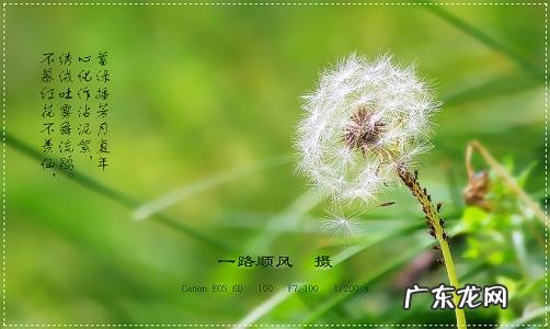 描写蒲公英的句子,有比喻和拟人 【抖音文案】描写蒲公英的句子