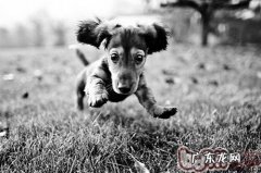 人犬共患寄生虫感染——包虫病