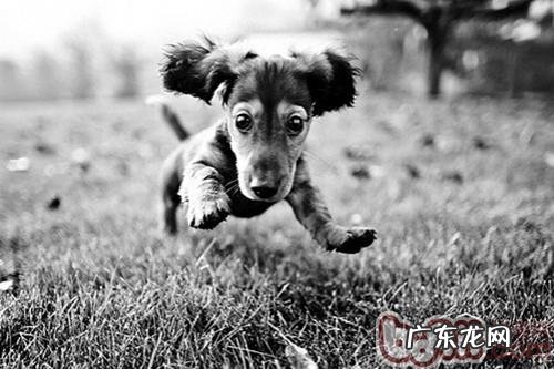 人犬共患寄生虫感染——包虫病