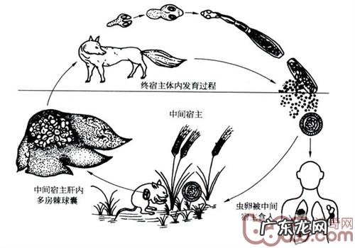 人犬共患寄生虫感染——包虫病