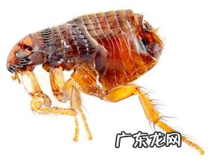 春天小狗狗易患什么裂头蚴？