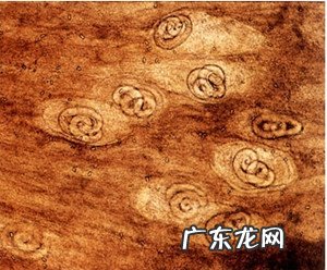 春天小狗狗易患什么裂头蚴?