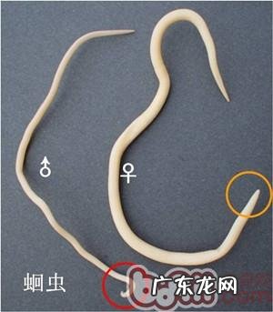 春天小狗狗易患什么裂头蚴?