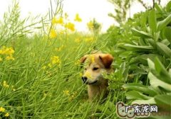 春天小狗狗易患什么裂头蚴？