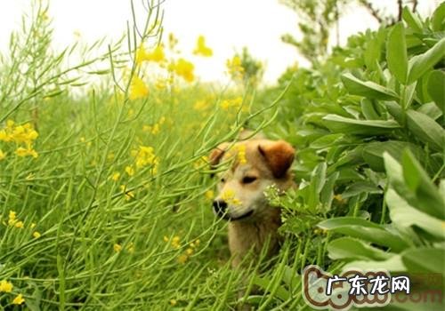 春天小狗狗易患什么裂头蚴？