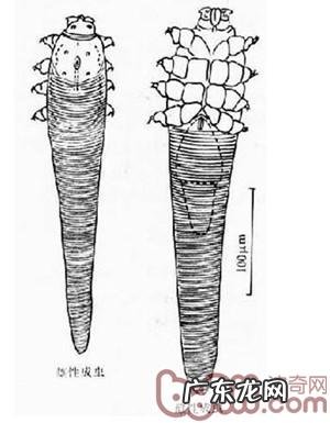 春天小狗狗易患什么裂头蚴?