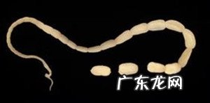 春天小狗狗易患什么裂头蚴?