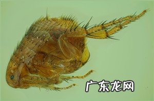 春天小狗狗易患什么裂头蚴?