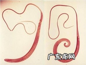 春天小狗狗易患什么裂头蚴?