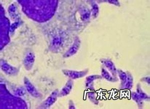 春天小狗狗易患什么裂头蚴?