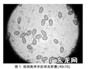 春天小狗狗易患什么裂头蚴?