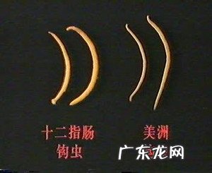 春天小狗狗易患什么裂头蚴?